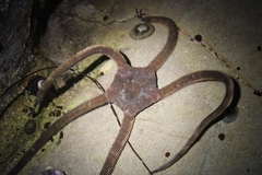 Ophioderma panamense