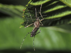 Coquillettidia perturbans
