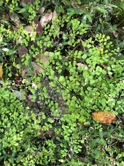 Adiantum aethiopicum