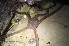 Ophioderma panamense