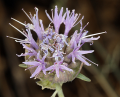 Monardella linoides sierrae