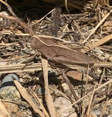Xyleus discoideus