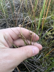 Juncus nodosus