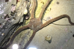 Ophioderma panamense