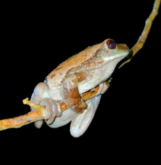 Trachycephalus typhonius