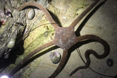 Ophioderma panamense