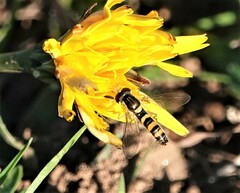 Sphaerophoria contigua