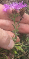 Centaurea rhaetica