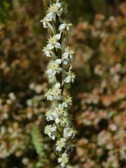 Struthiola dodecandra