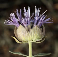Monardella linoides sierrae