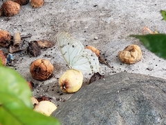 Morpho polyphemus polyphemus