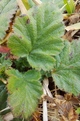 Geum montanum