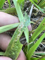 Phytomyza plantaginis