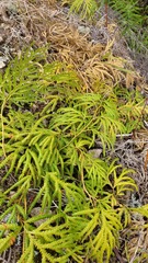 Lycopodium volubile
