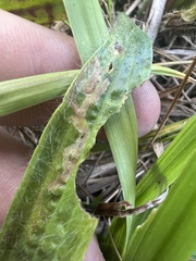 Phytomyza plantaginis