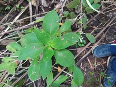 Melicytus ramiflorus