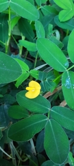Arachis