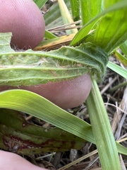 Phytomyza plantaginis