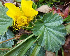 Geum montanum