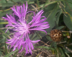 Centaurea rhaetica