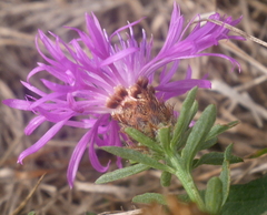 Centaurea rhaetica