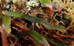 Grammitis stenophylla