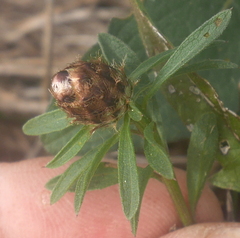 Centaurea rhaetica