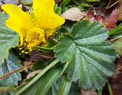 Geum montanum