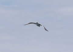 Larus californicus