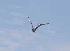 Larus californicus