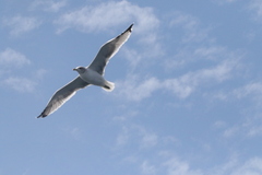 Larus californicus