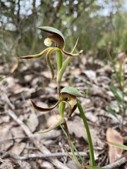 Lyperanthus serratus