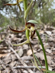 Lyperanthus serratus