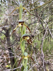 Lyperanthus serratus