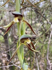 Lyperanthus serratus