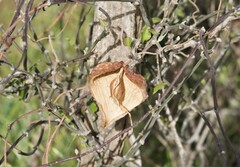 Asclepiadeae