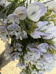 Psoralea odoratissima