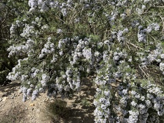 Psoralea odoratissima