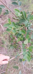 Phyllanthus reticulatus reticulatus