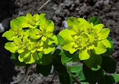 Euphorbia epithymoides