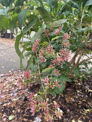 Heptacodium
