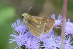 Polites themistocles