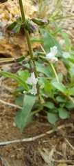 Orthosiphon suffrutescens