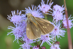 Polites themistocles