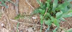 Orthosiphon suffrutescens