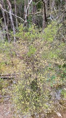 Nothofagus cliffortioides