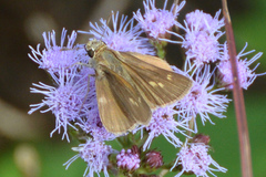 Polites themistocles