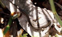 Trachylepis capensis