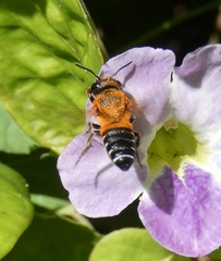 Megachile umbripennis