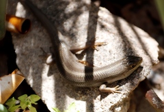 Trachylepis capensis